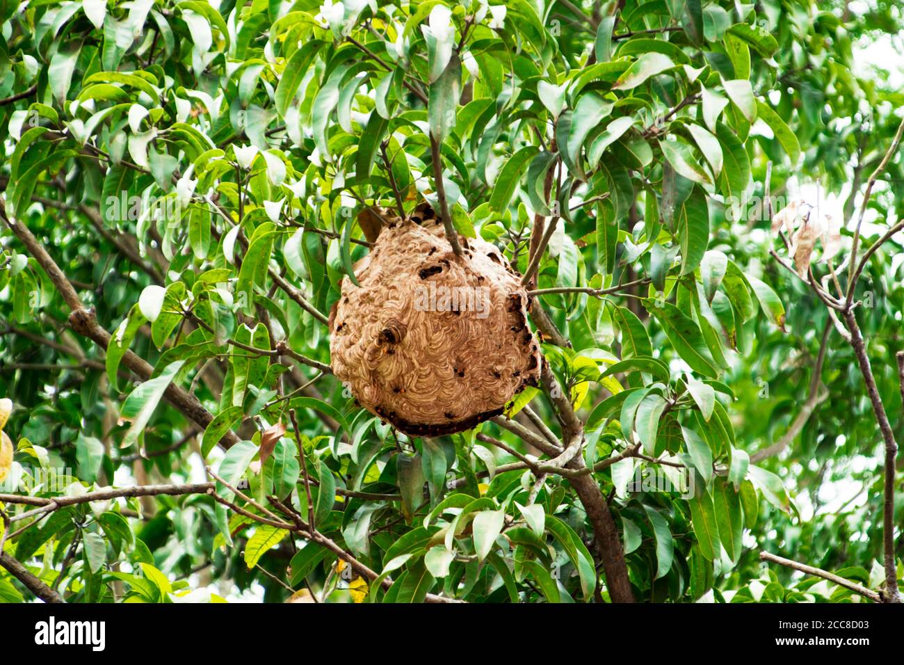 This is an image of vimrul nest or vimrul house on the top of the tree Stock Photo