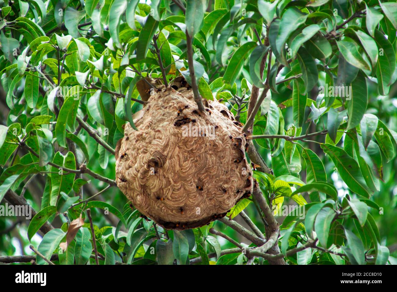 This is an image of vimrul nest or vimrul house on the top of the tree Stock Photo