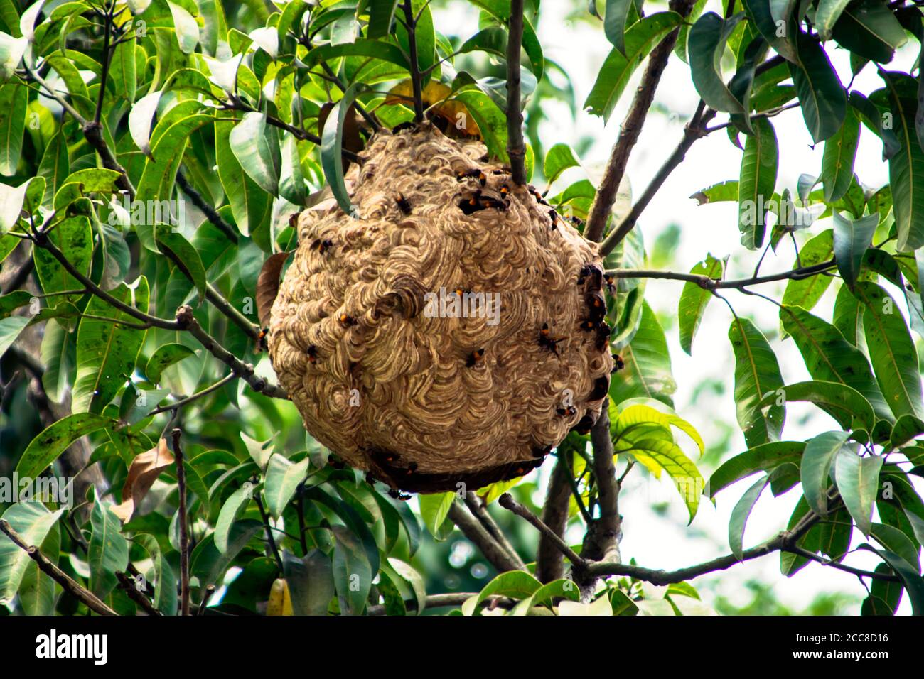 This is an image of vimrul nest or vimrul house on the top of the tree Stock Photo