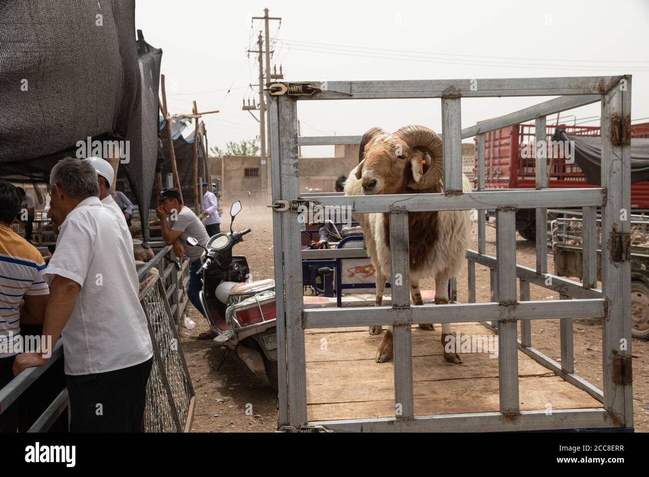 KASHGAR, CHINA: A ram in a cage on the back of a motorbike waiting to be sold at a sunday market in the Xinjiang Uyghur Autonomous Region Stock Photo