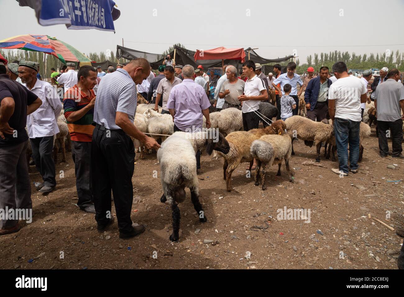 KASHGAR, CHINA: Uyghur Men buying and selling sheep at the Sunday market, near Kashgar in the Xinjiang Uyghur Autonomous Region Stock Photo