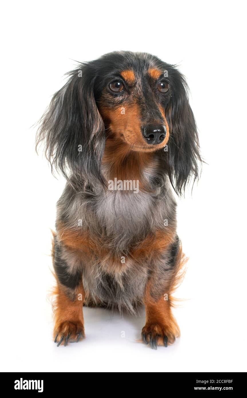 long hair dachshund in front of white background Stock Photo - Alamy