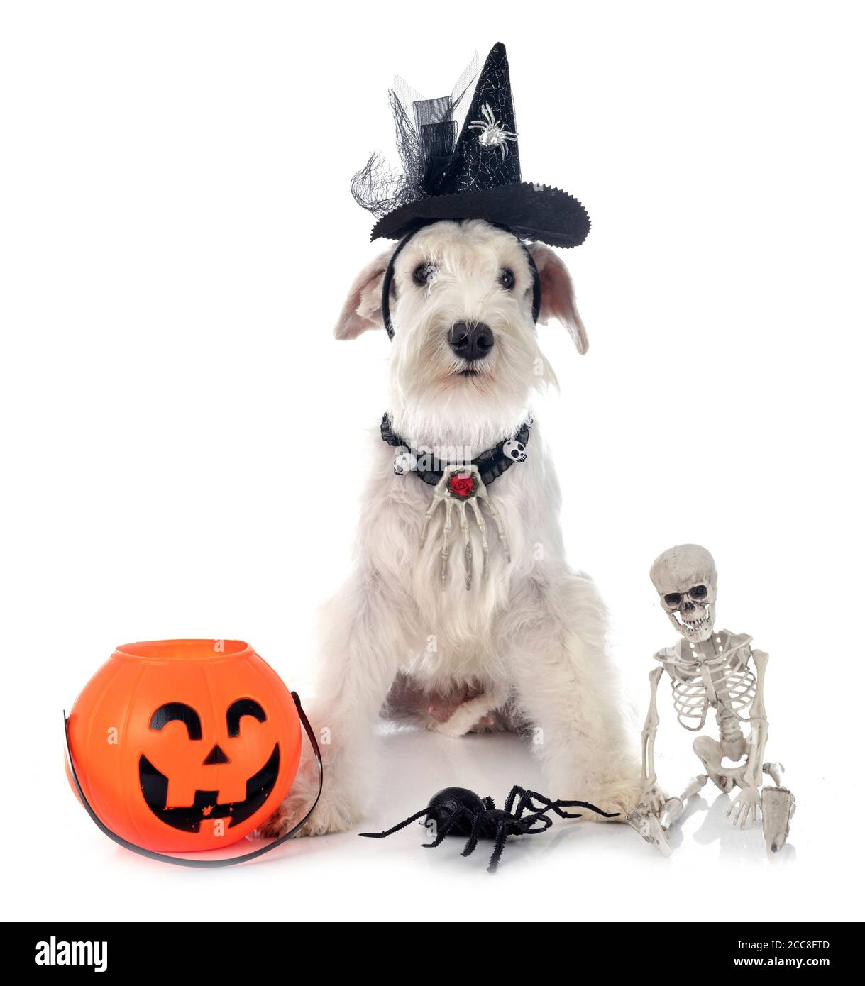 white miniature schnauzer in front of white background Stock Photo - Alamy