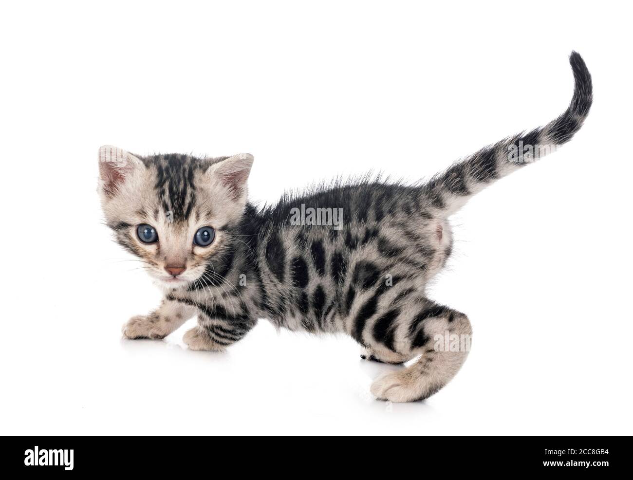 Munchkin Cut Out Stock Images & Pictures - Alamy