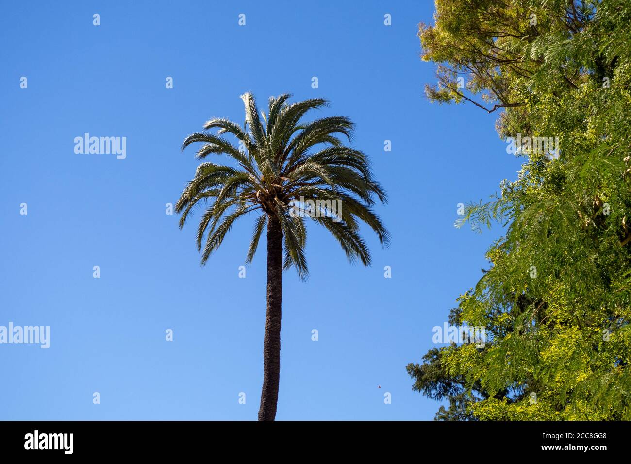 Palm tree with the blue sky in the background Stock Photo - Alamy