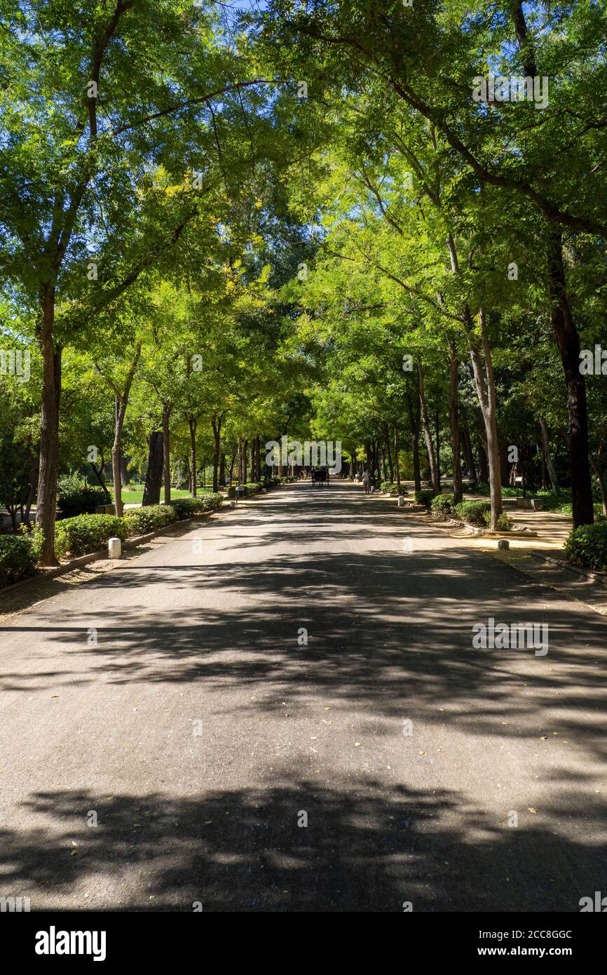 Walkway in a park lined with tall green trees Stock Photo - Alamy