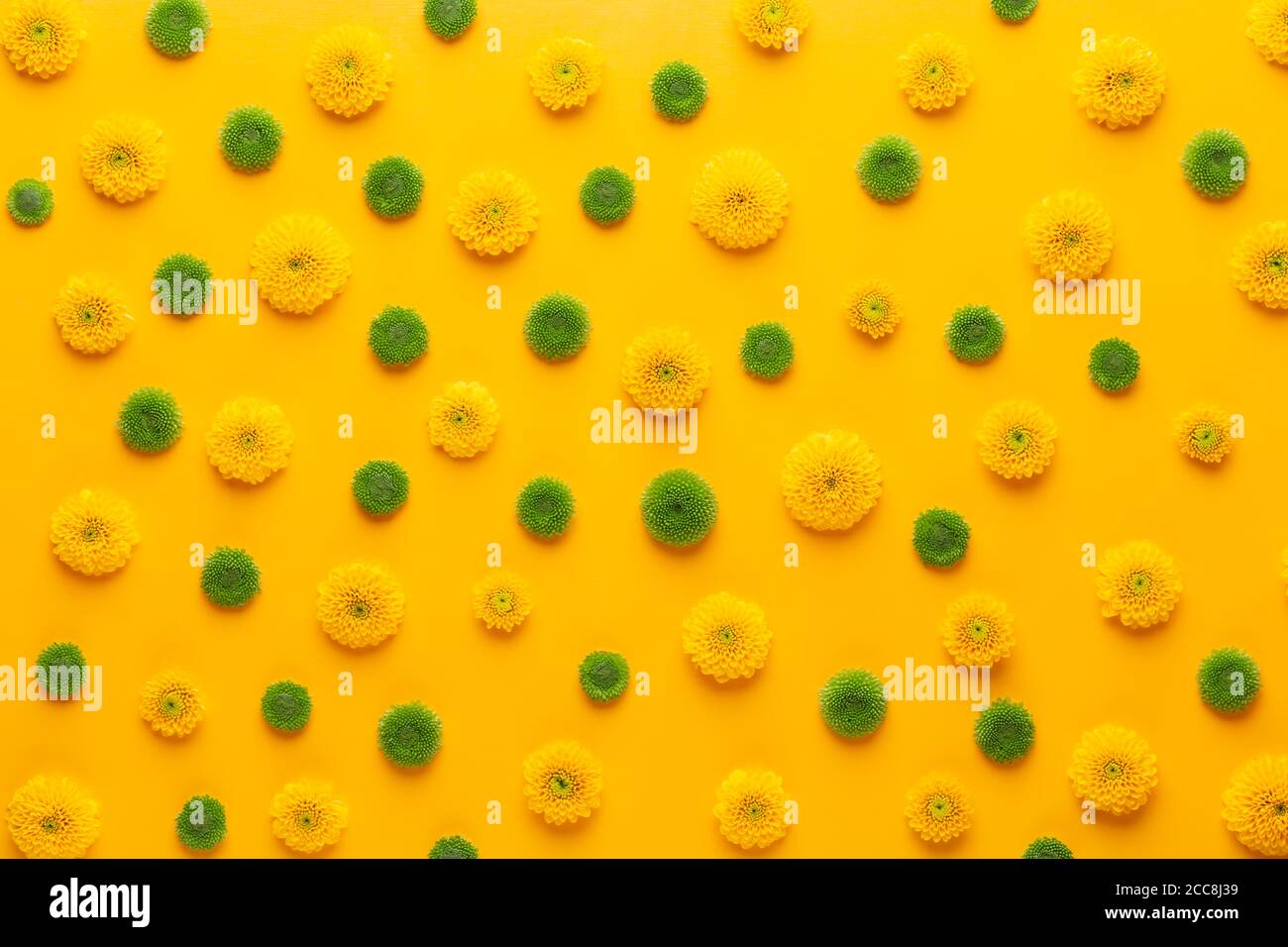 Yellow flower pattern on a yellow background. Gerbera spring flowers arranged on a vivid background. Top view. Flat lay. Valentine's background. Flora Stock Photo