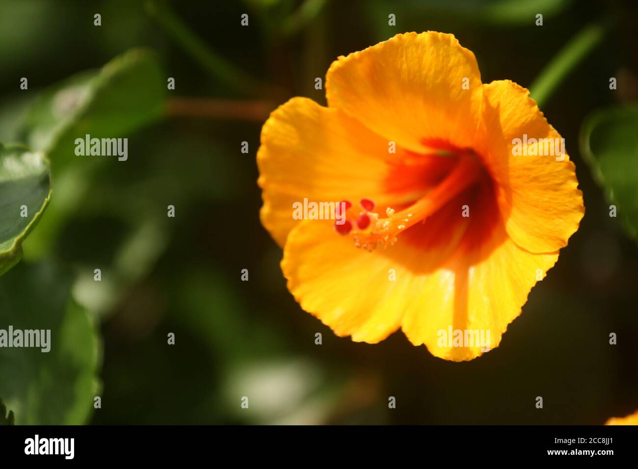 Closeup of a yellow hibiscus flower in a garden in sun rays Stock Photo ...