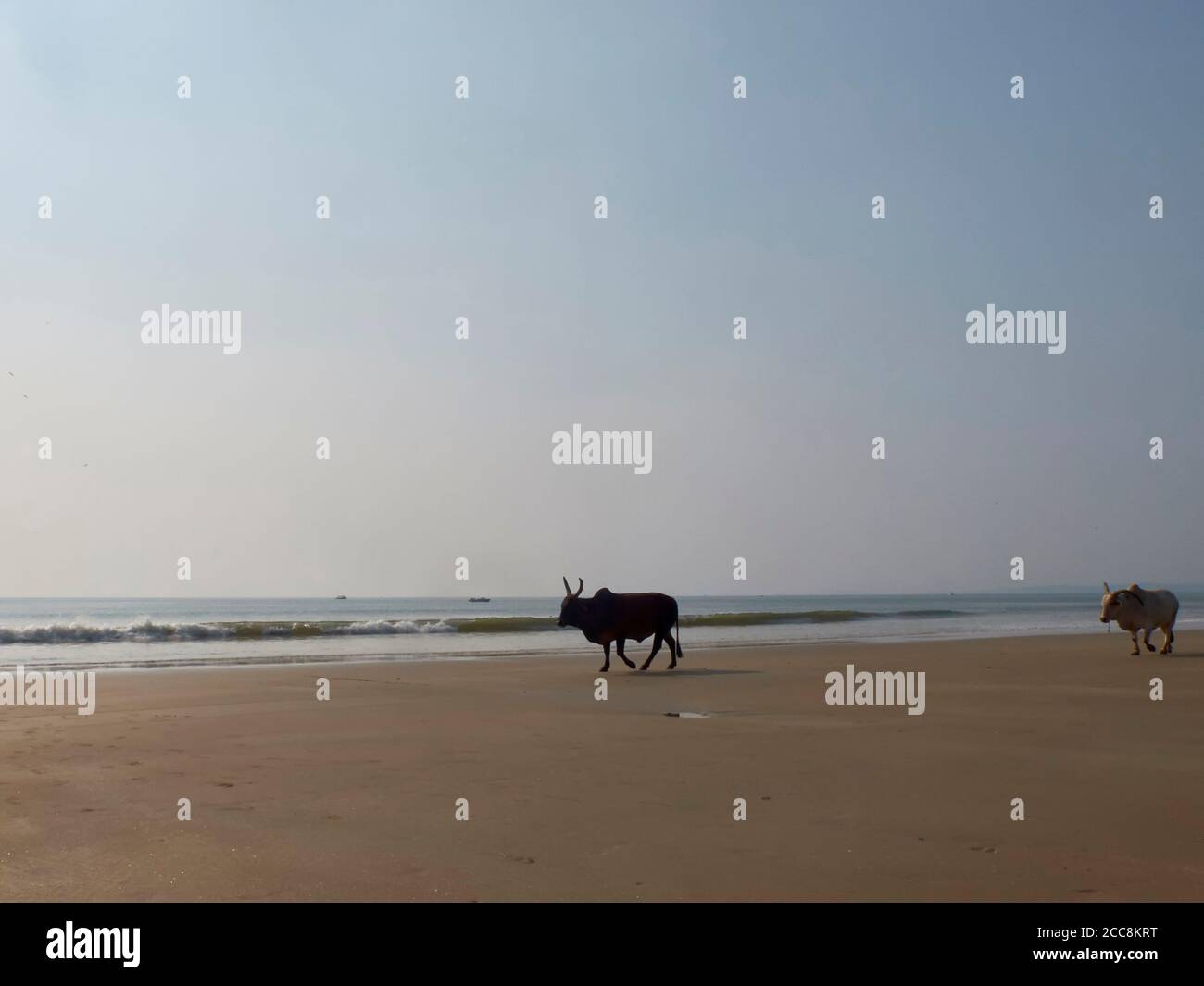 Two horned bulls walk down the sandy beach opposite the sea. Indian cow, holy cow, sacred animal. Stock Photo