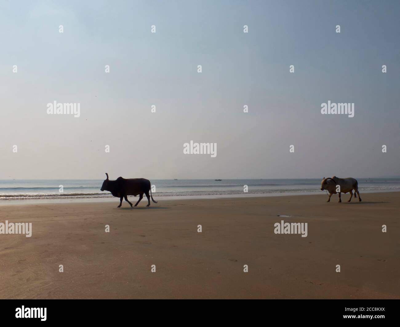 Two horned bulls walk down the sandy beach opposite the sea. Indian cow, holy cow, sacred animal. Stock Photo