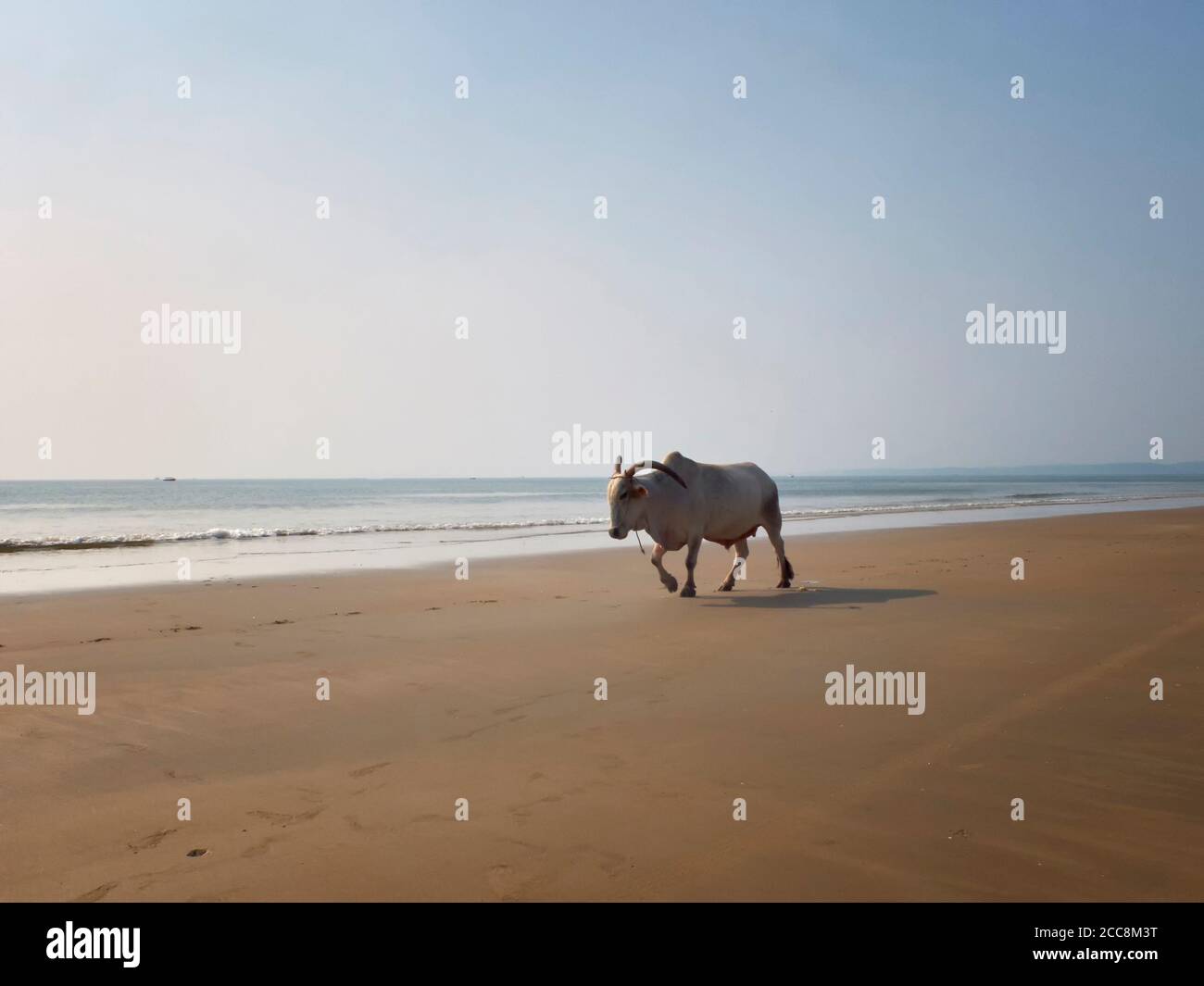 White horned bull walks down the sandy beach opposite the sea. Indian cow, holy cow, sacred animal. Stock Photo