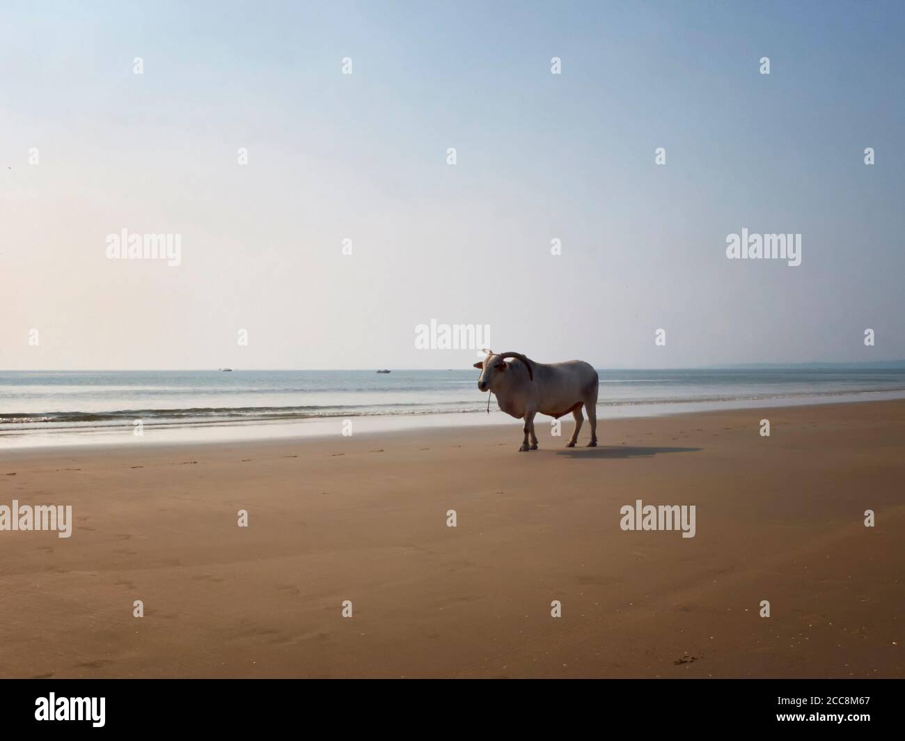 White horned bull stands on the sandy beach opposite the sea. Indian cow, holy cow, sacred animal. Stock Photo