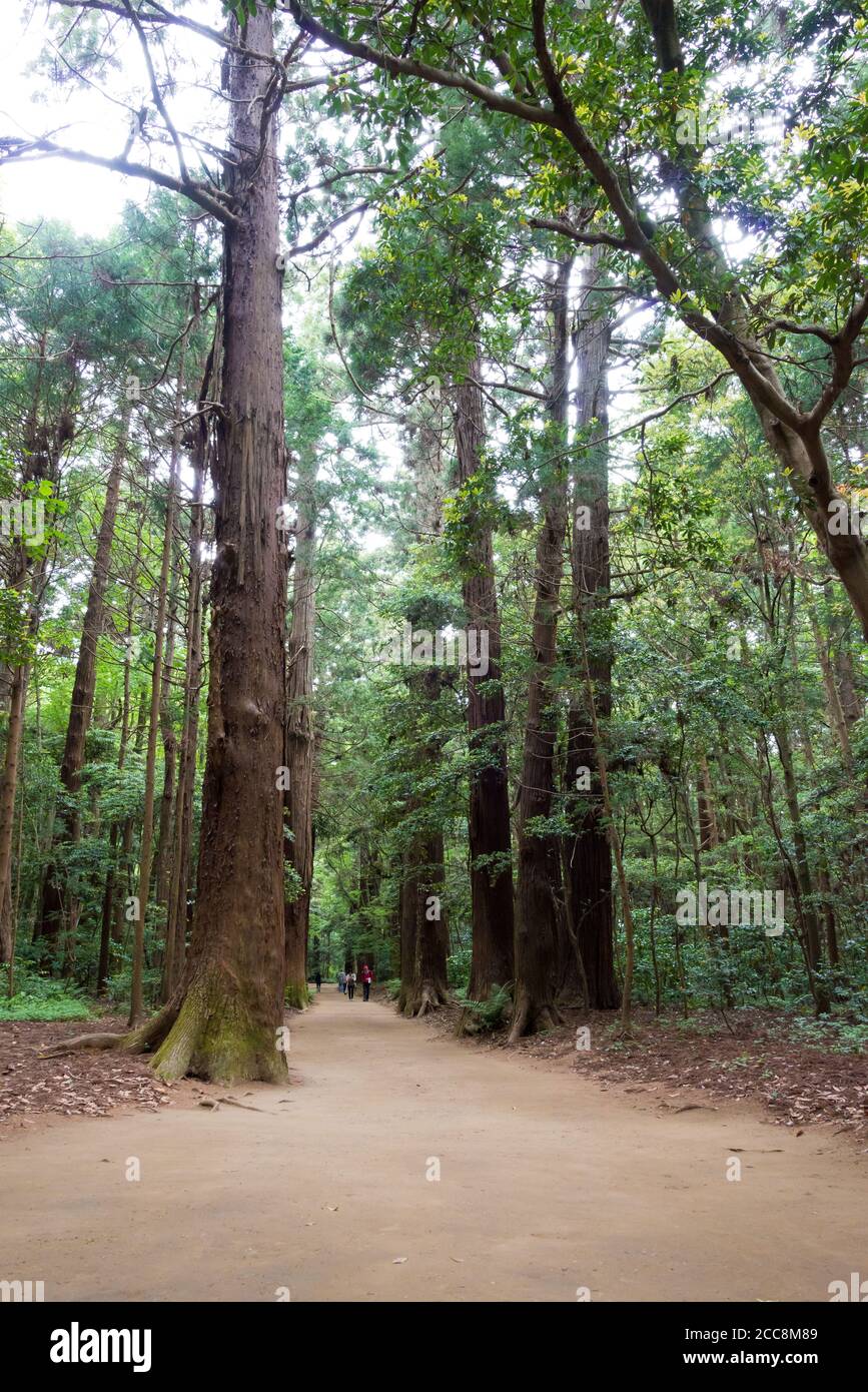 Approach to Kashima Shrine (Kashima jingu Shrine) in Kashima, Ibaraki