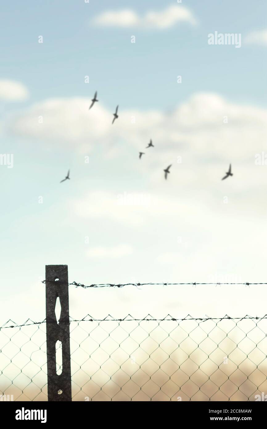birds flying free in the sky above the barriers of a wire mesh Stock Photo