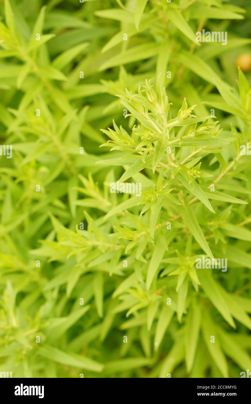 Flora vertical plants green hi-res stock photography and images - Alamy
