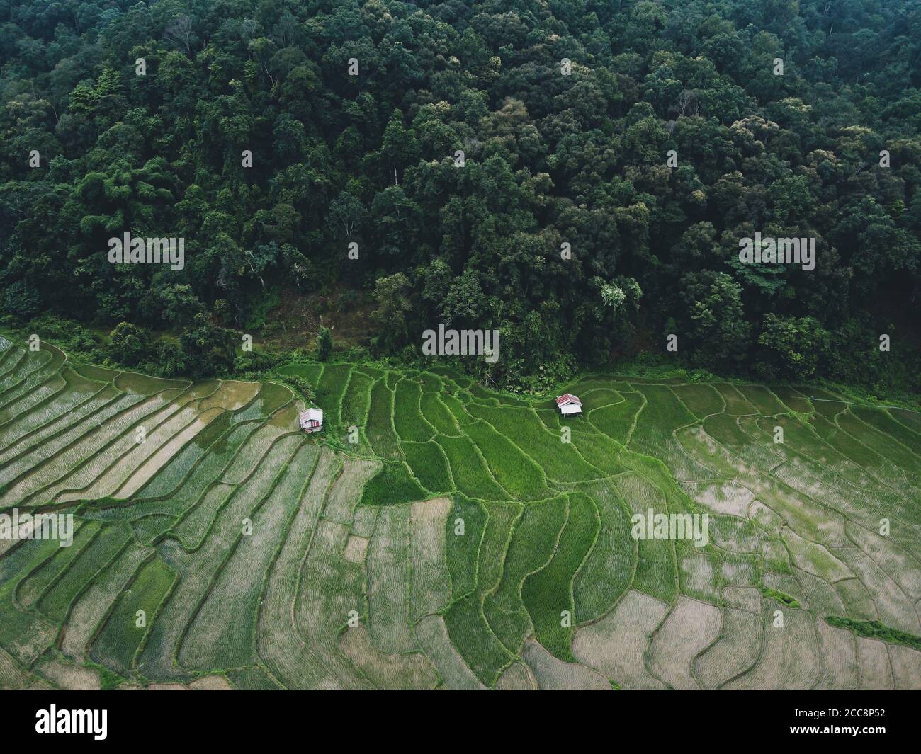 Green rice fields in the rainy season In the countryside Stock Photo ...