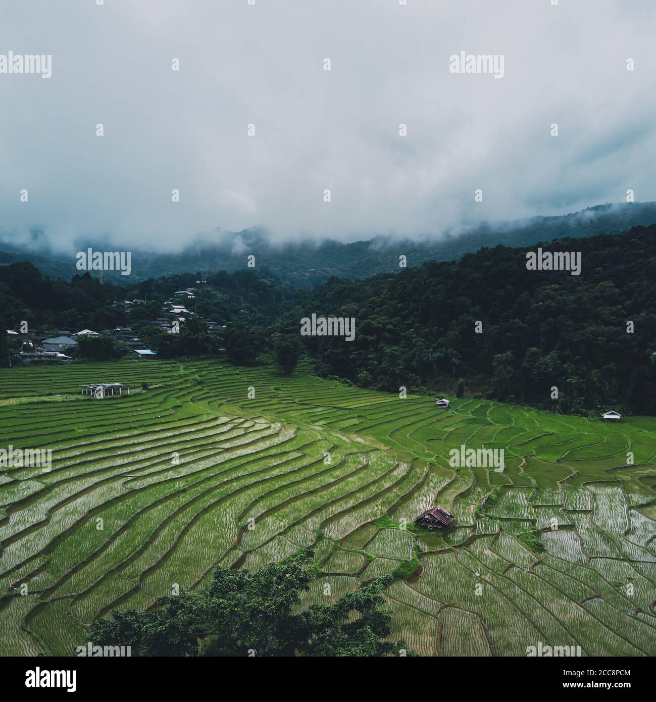 Green rice fields in the rainy season In the countryside Stock Photo ...