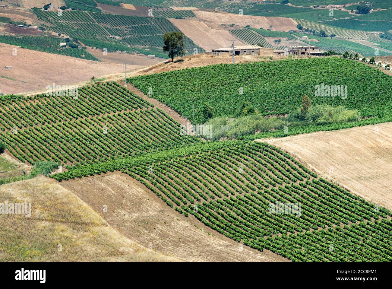 Vinyards on the hillside near Segesta in Trapani province, western Sicily, Italy. Stock Photo