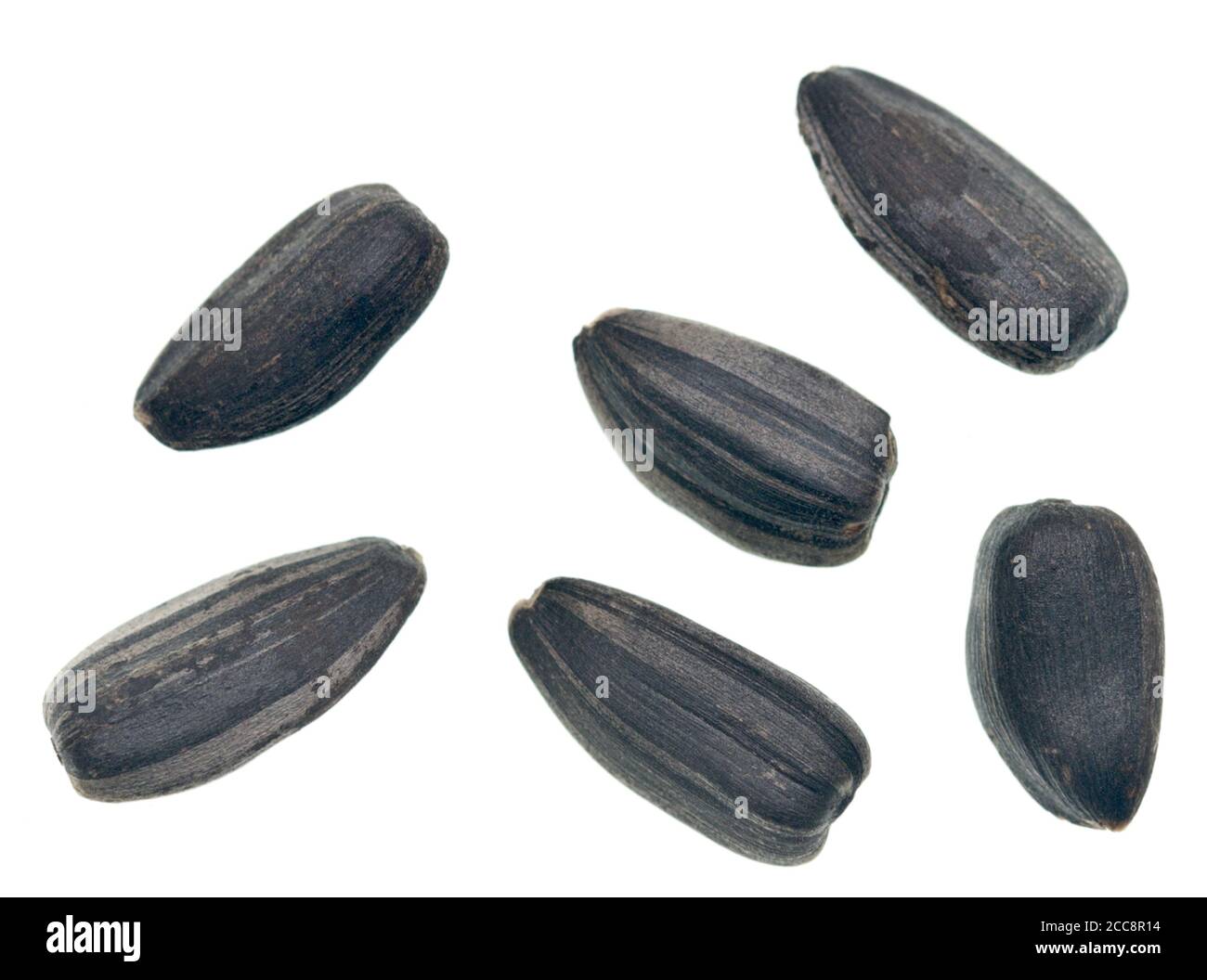 Sunflower seeds isolated on white background Stock Photo - Alamy