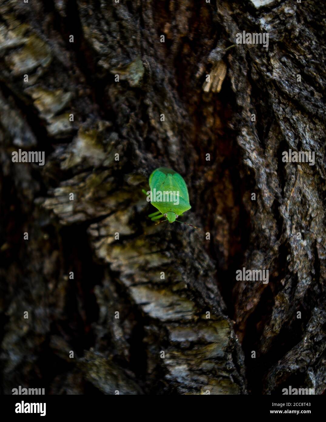 Rough stink bug hi-res stock photography and images - Alamy
