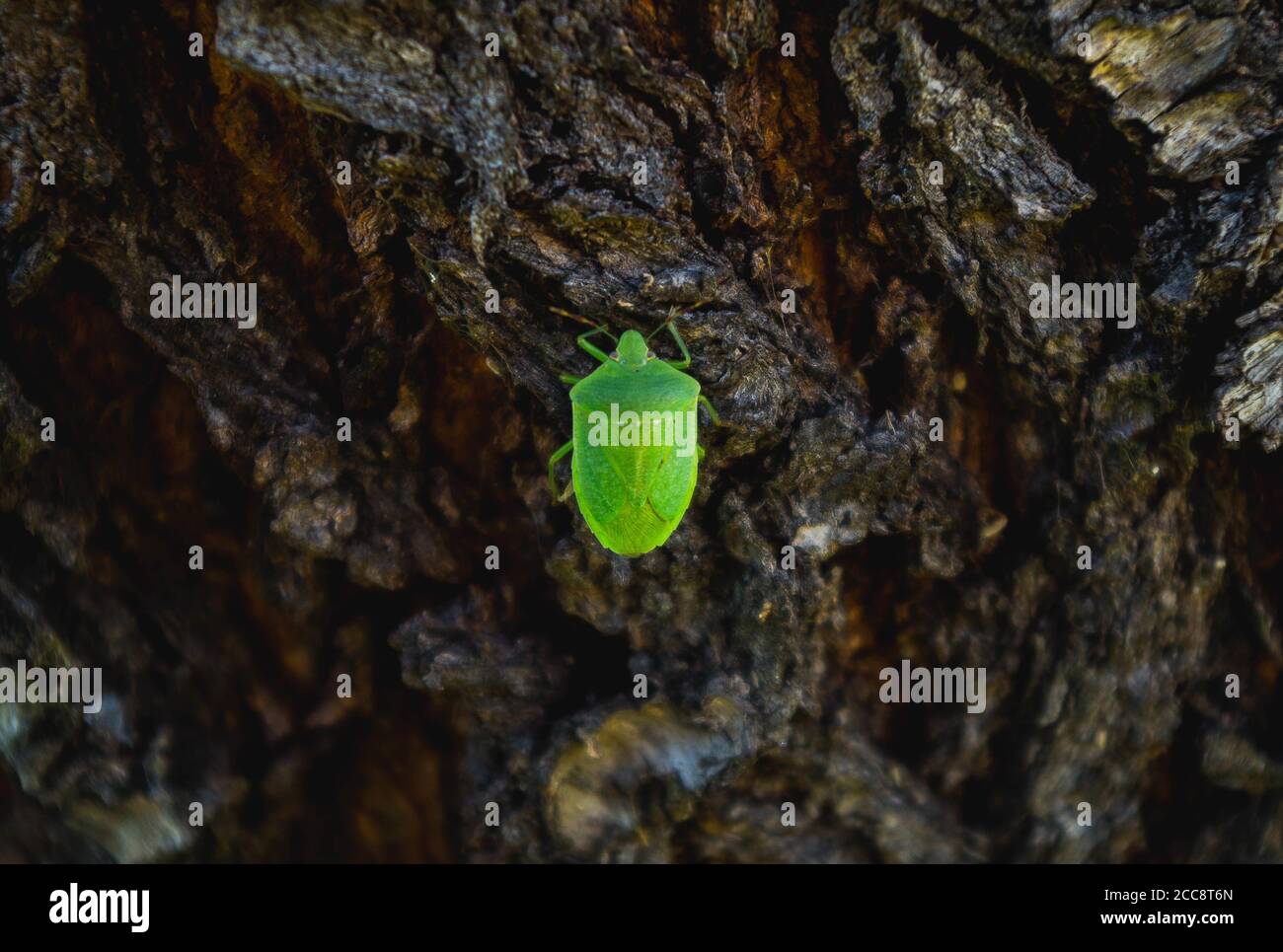 Rough stink bug hi-res stock photography and images - Alamy