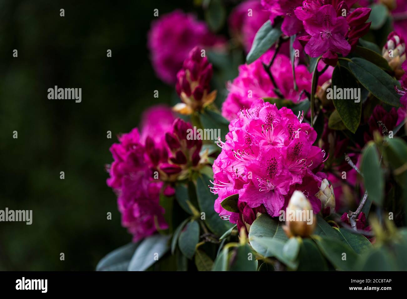 The spectacularly intense colour of the flowers of the Rhododendron bush Ericaceae. Stock Photo