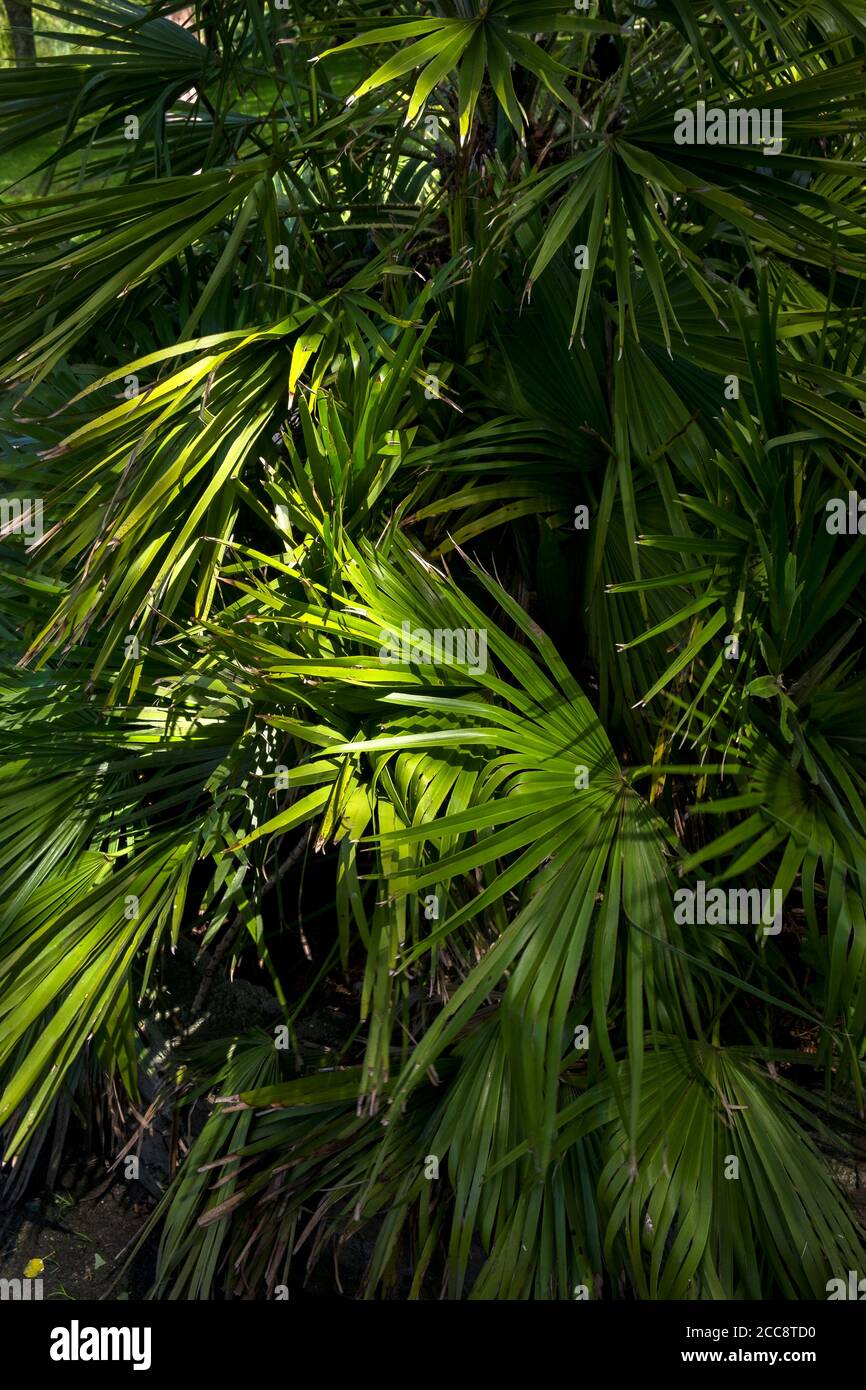 Trachycarpus fortunei growing in Trenance Garden in Newquay in Cornwall. Stock Photo