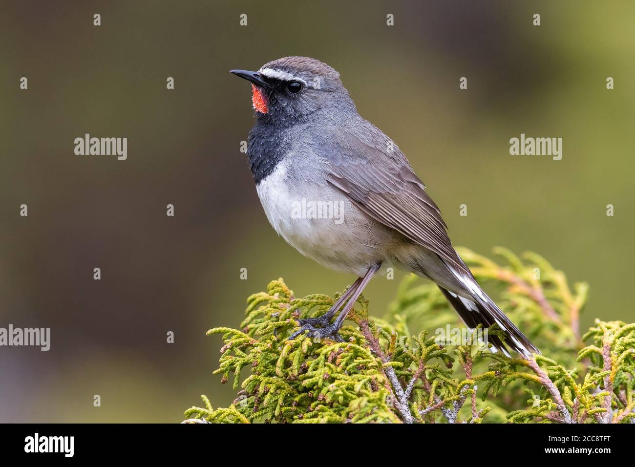 Stunning male Himalayan Rubythroat (Luscinia pectoralis ballioni ...