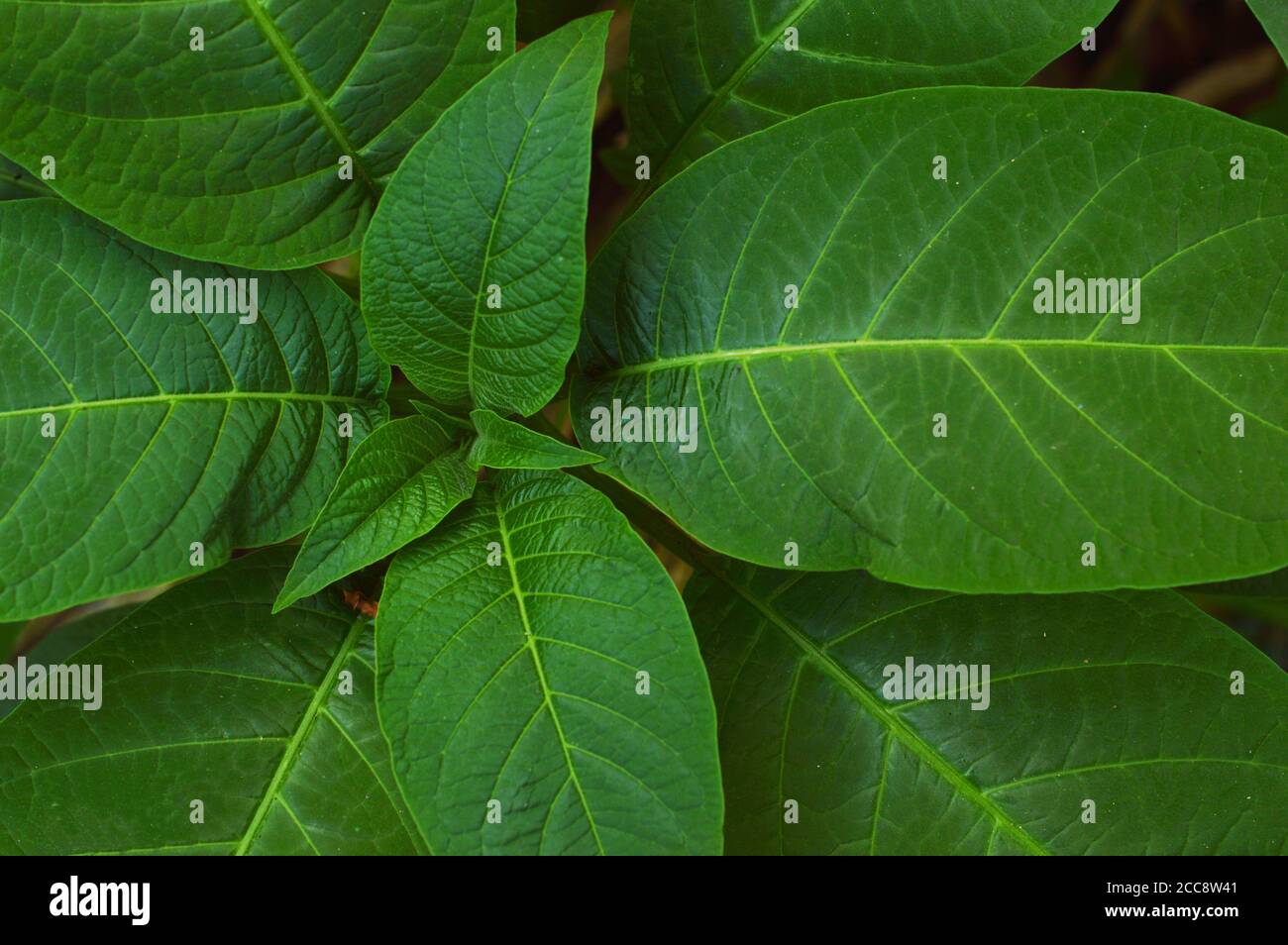 texture or pattern formed from the top of plants growing evenly on the