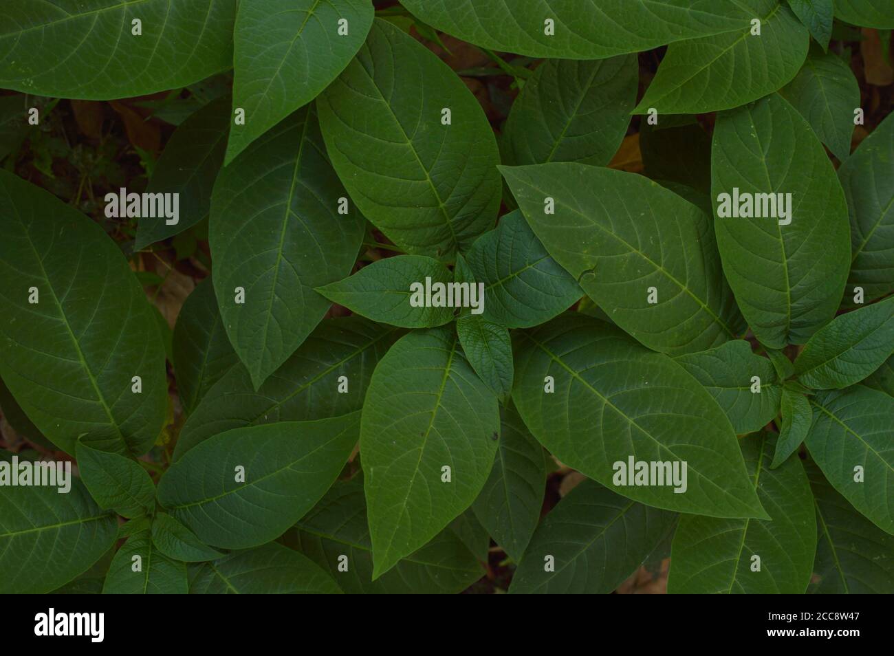 texture or pattern formed from the top of plants growing evenly on the