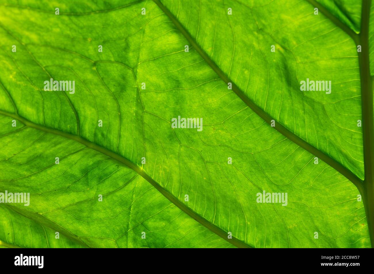 A leaf is the principal lateral appendage of the vascular plant stem, usually borne above ground and specialised for photosynthesis. Stock Photo
