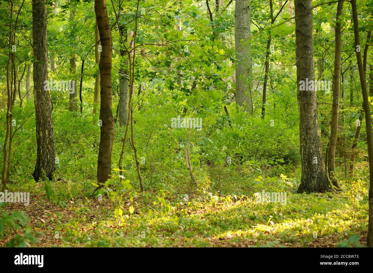 Shot from green forest hi-res stock photography and images - Alamy