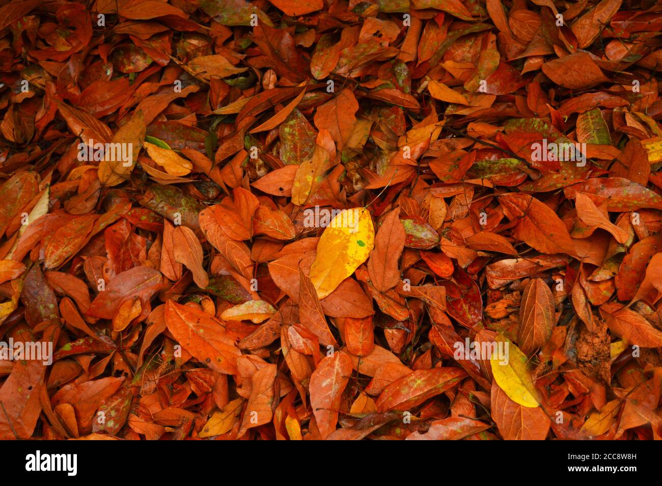 A leaf is the principal lateral appendage of the vascular plant stem