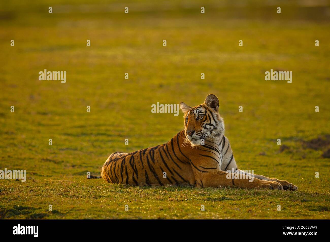 Most beautiful national park in india hi-res stock photography and images -  Page 17 - Alamy