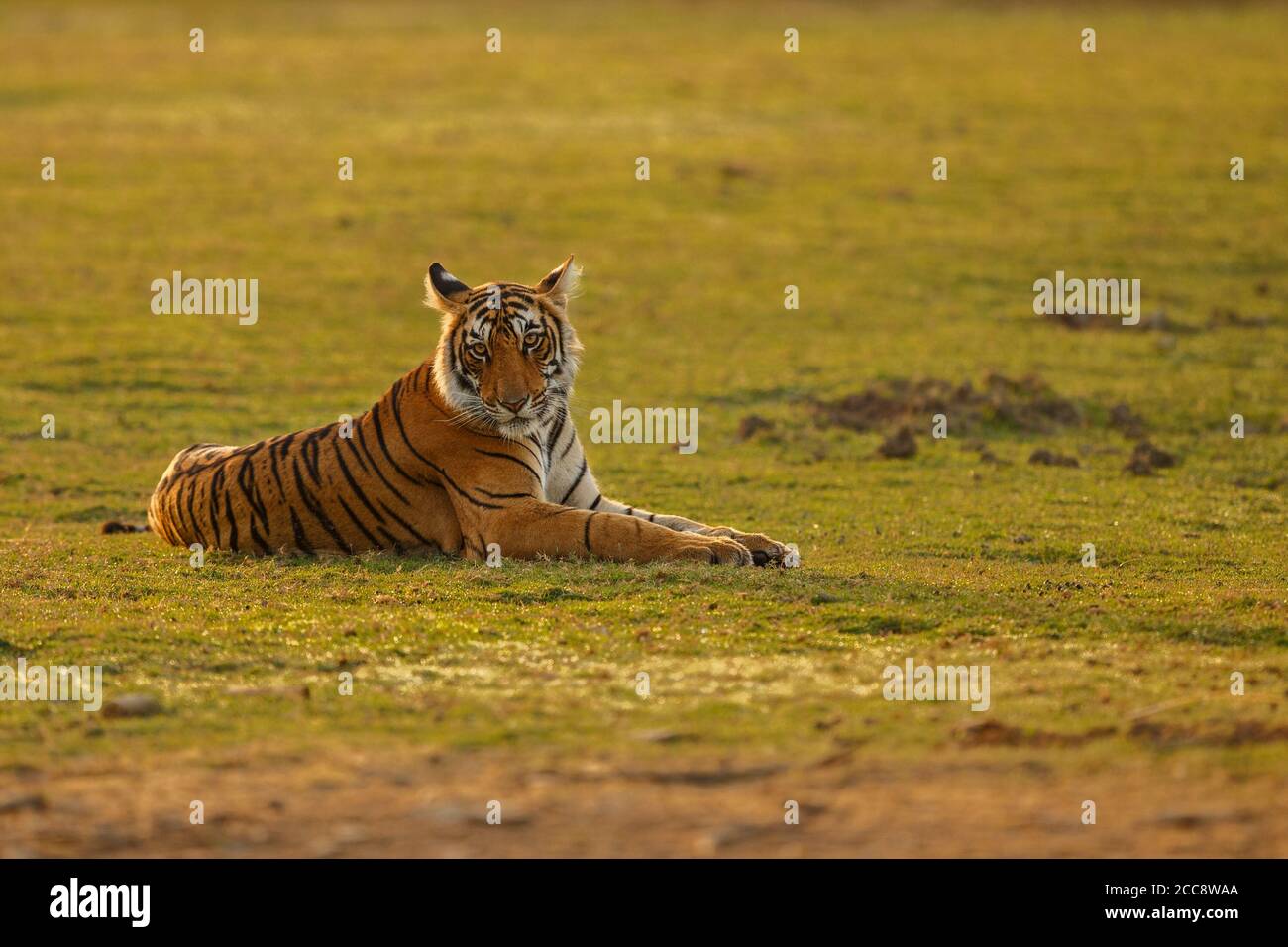 Beautiful tiger in the nature habitat. Tiger pose in amazing light