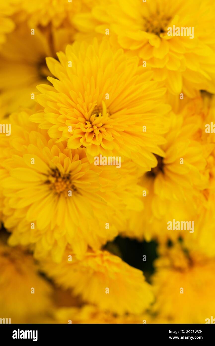 Yellow chrysanthemums close - up in the garden. Beautiful autumn flower background. Soft focus and lighting. Blurred background with space for text. Stock Photo
