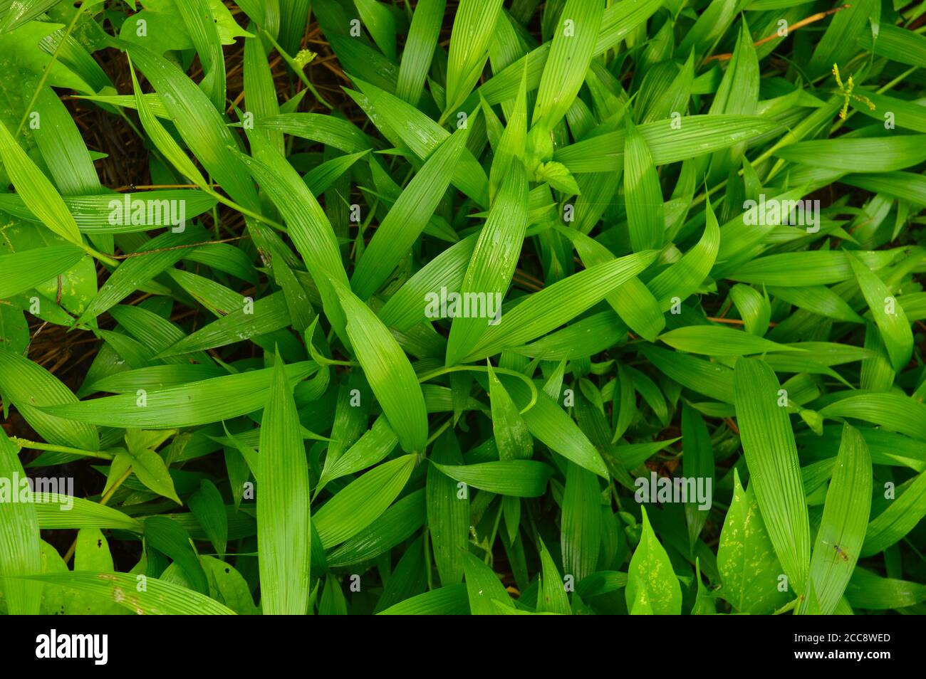 texture or pattern formed from the top of plants growing evenly on the