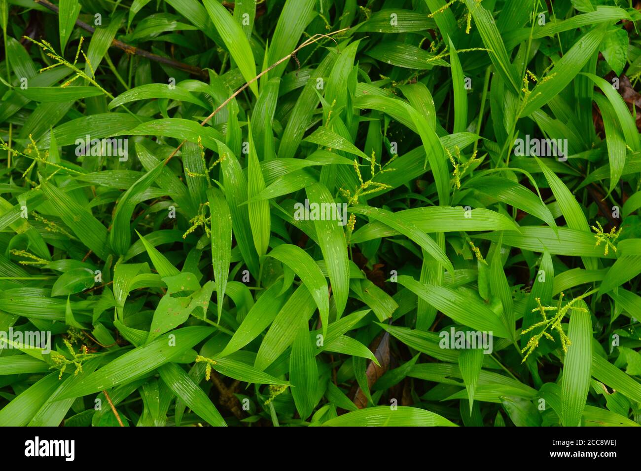 texture or pattern formed from the top of plants growing evenly on the