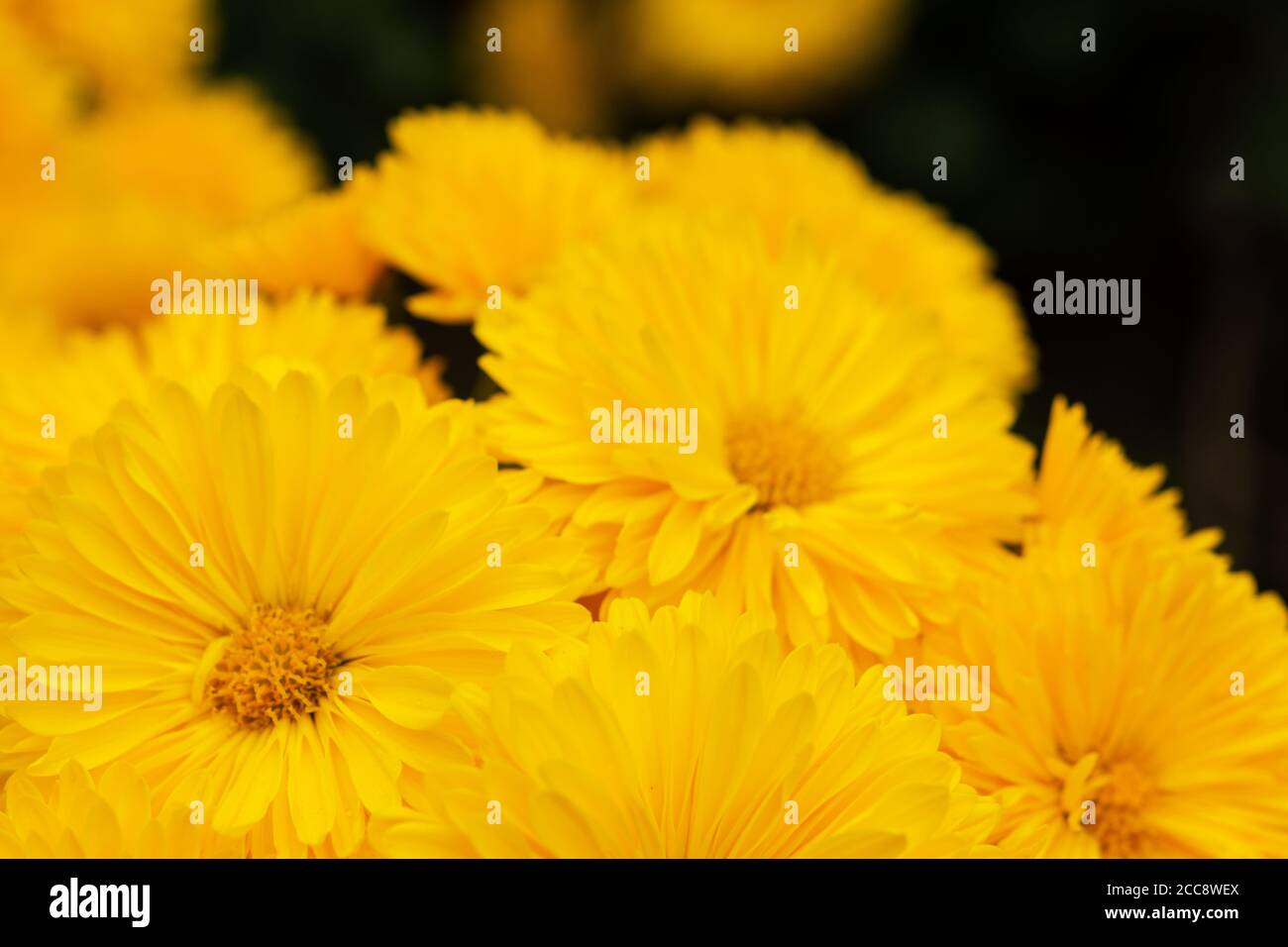 Yellow chrysanthemums close - up in the garden. Beautiful autumn flower background. Soft focus and lighting. Blurred background with space for text. Stock Photo