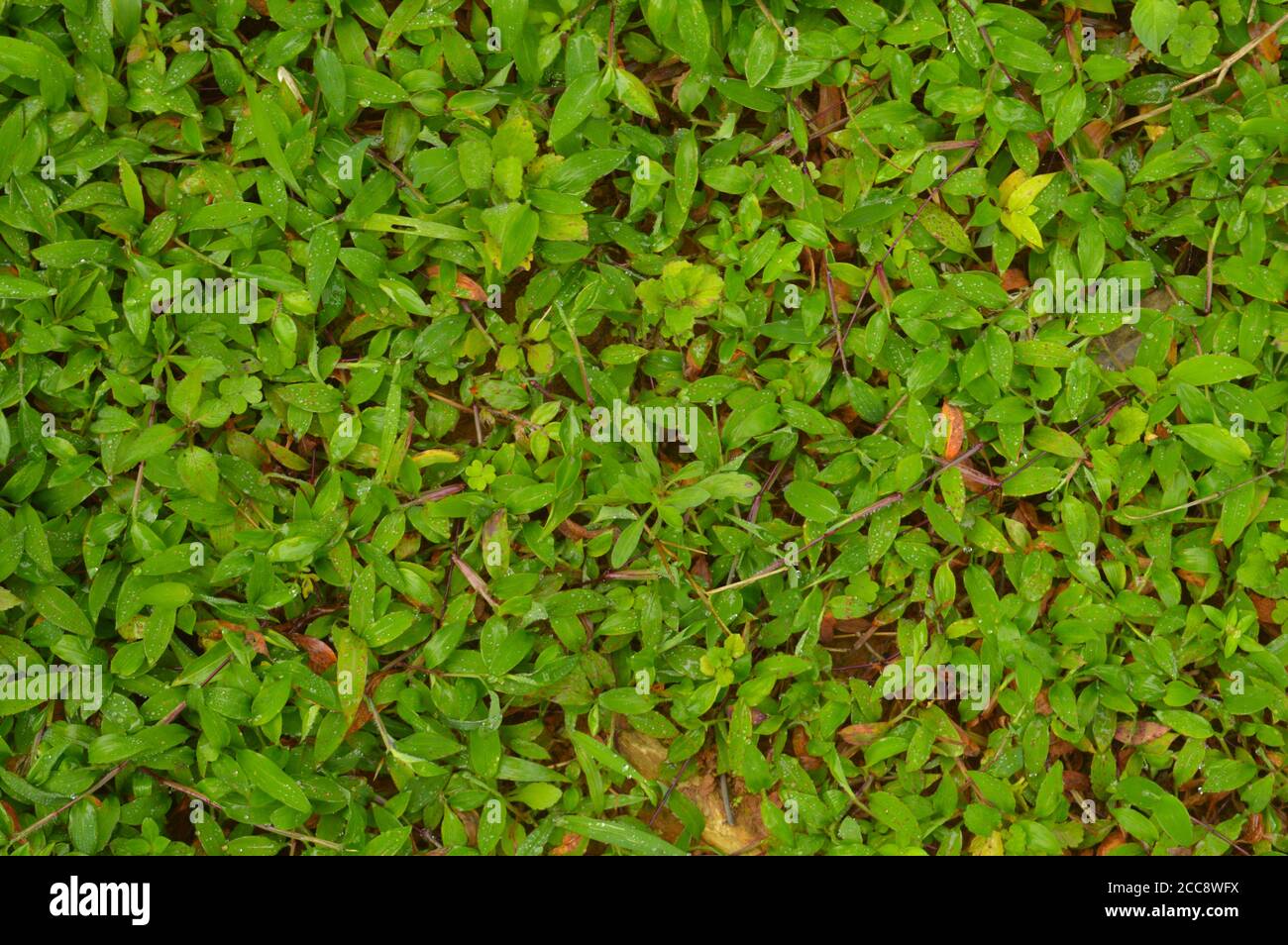 texture or pattern formed from the top of plants growing evenly on the