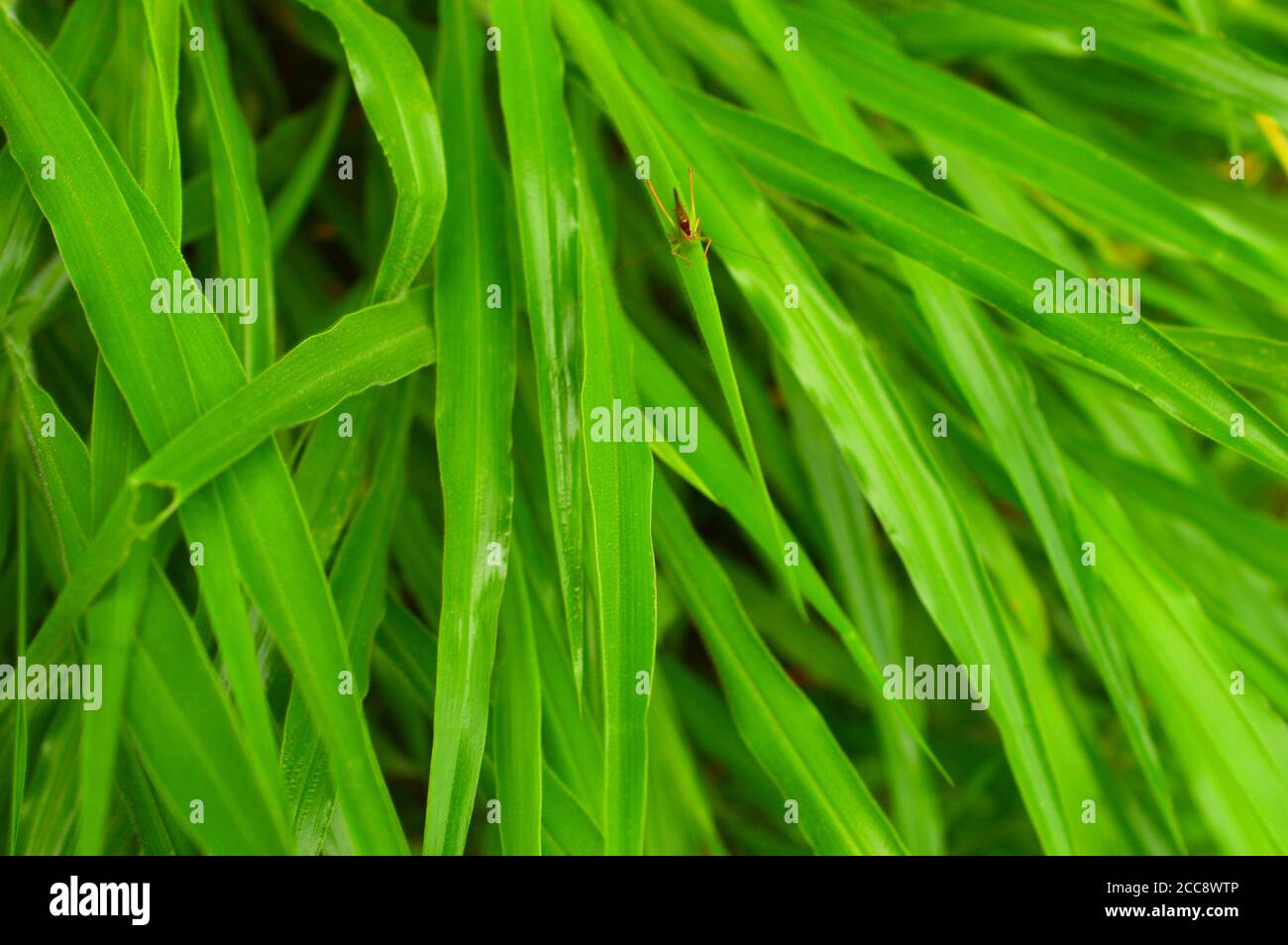 Autotrophic plants hires stock photography and images Alamy