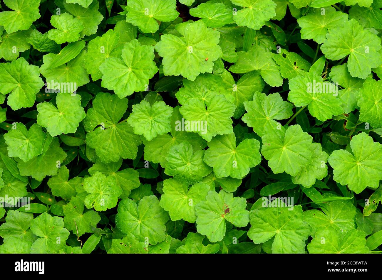 Autotrophs Plants autotrophs-plants
