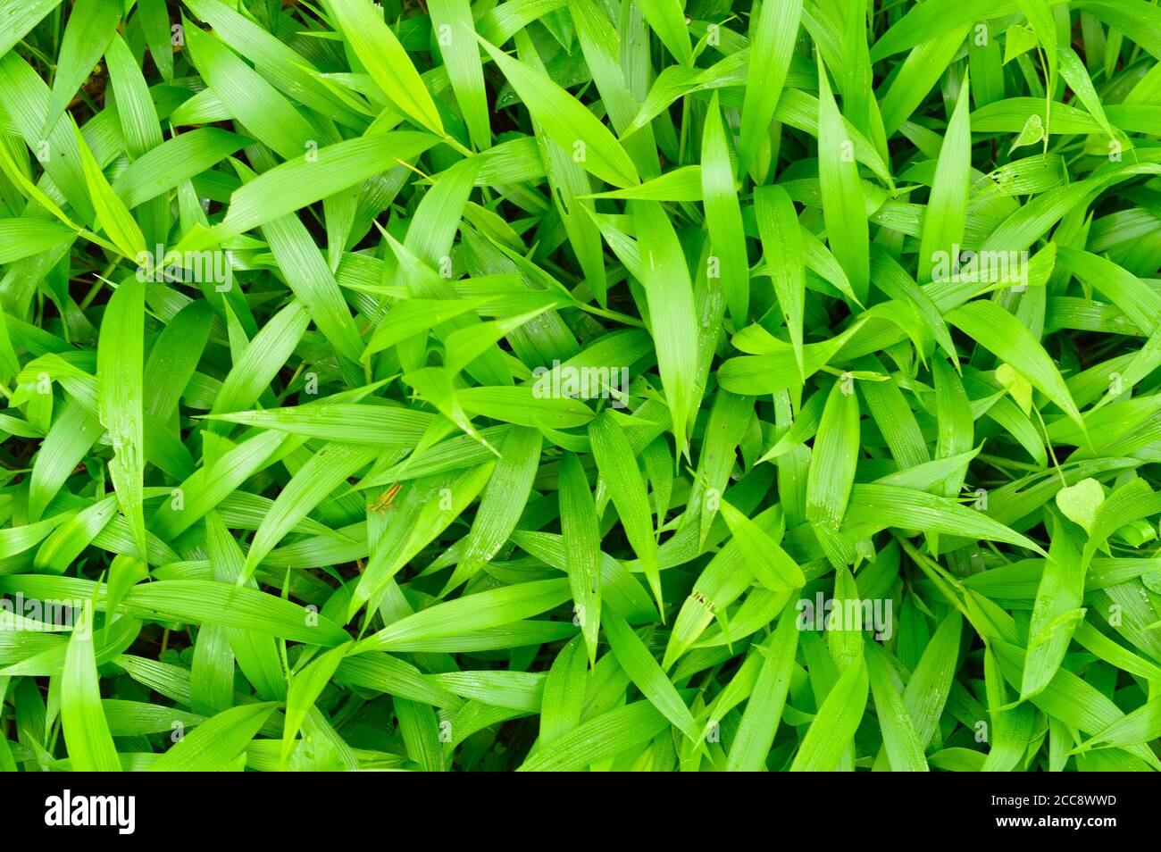 Growing Texture texture or pattern formed from the top of plants growing evenly on the ...