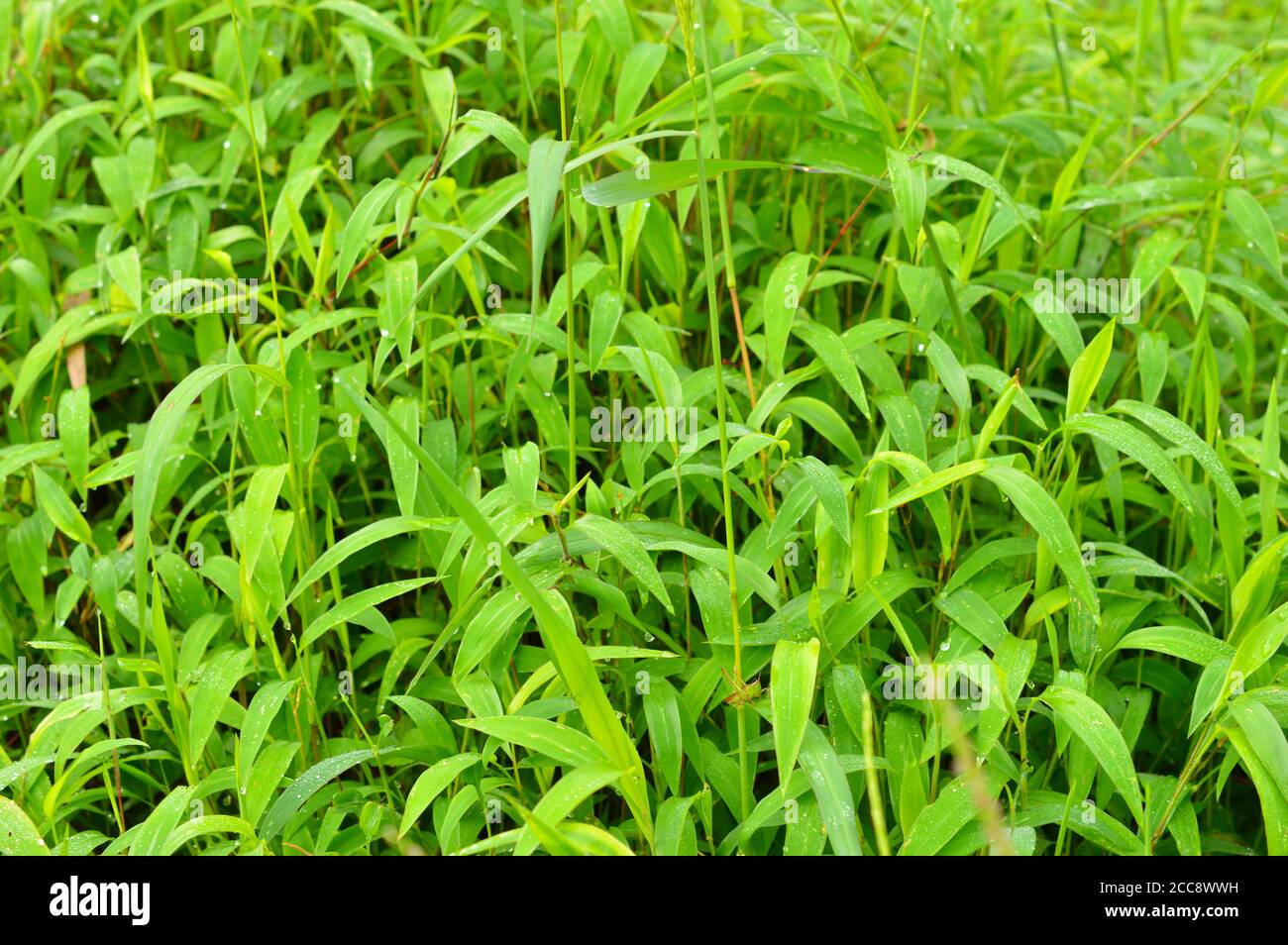 texture or pattern formed from the top of plants growing evenly on the
