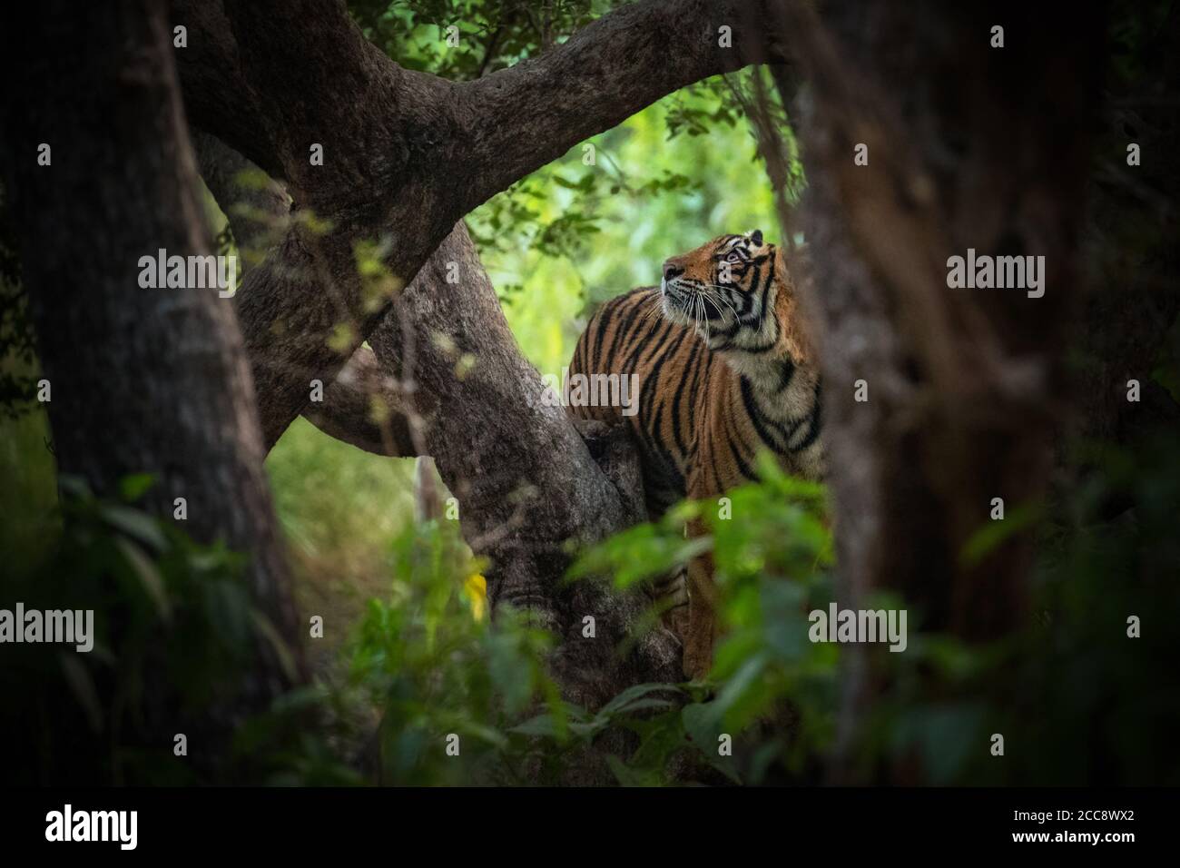 Beautiful tiger in the nature habitat. Tiger pose in amazing light