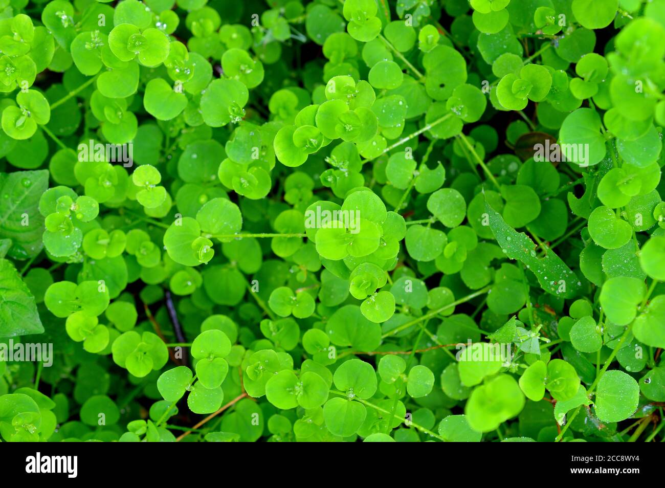 Autotrophic Plants Hi res Stock Photography And Images Alamy autotrophic-plants-hi-res-stock-photography-and-images-alamy