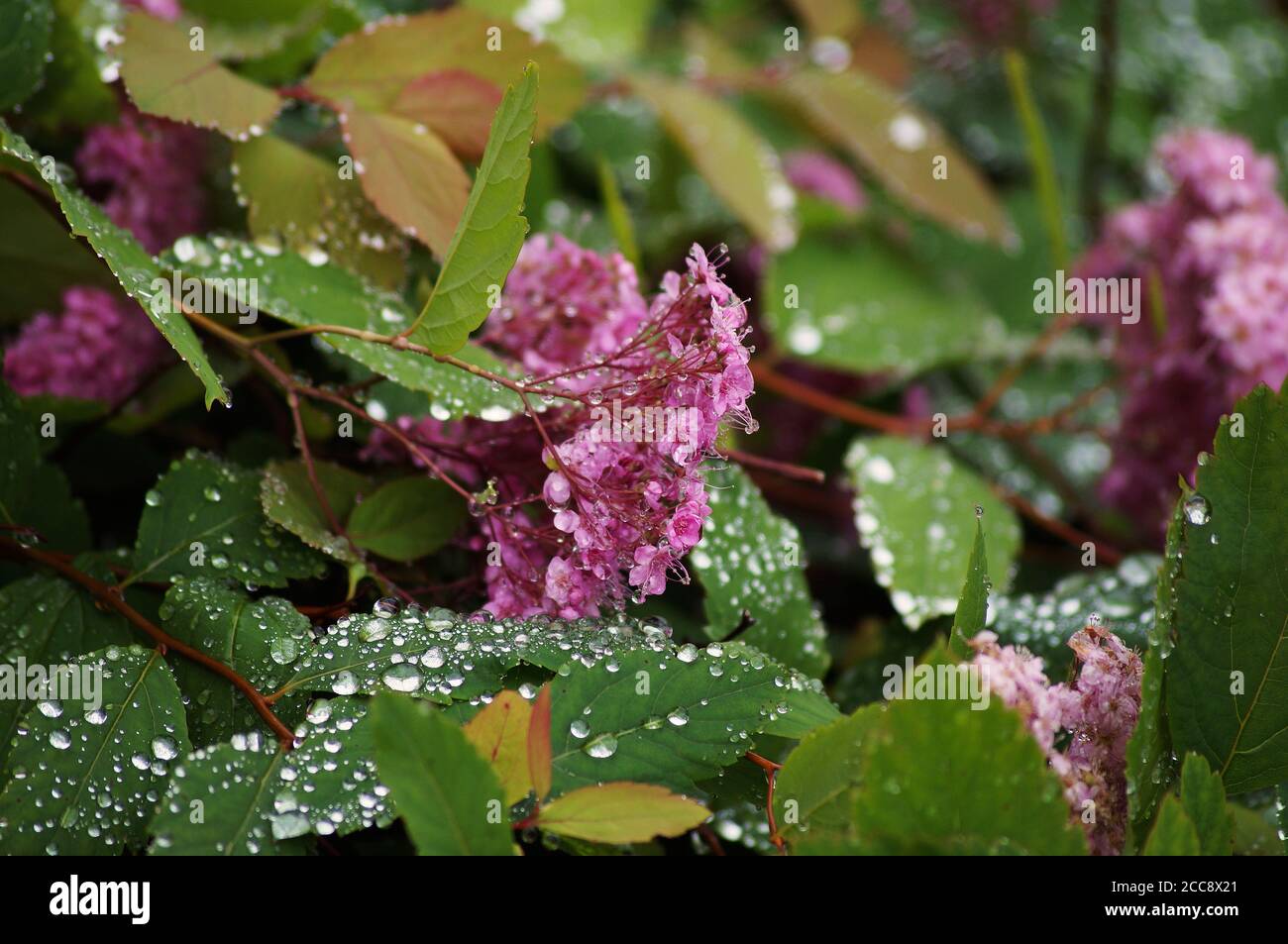 Japanspirea with waterdrops Stock Photo