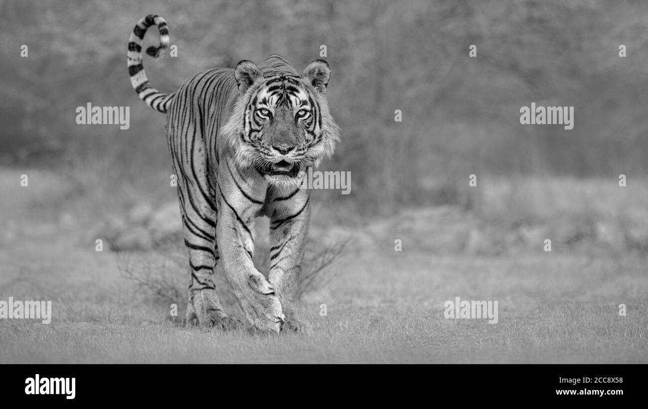 Beautiful tiger in the nature habitat. Tiger pose in amazing light. Wildlife scene with wild animal. Indian wildlife. Indian tiger. Panthera tigris Stock Photo