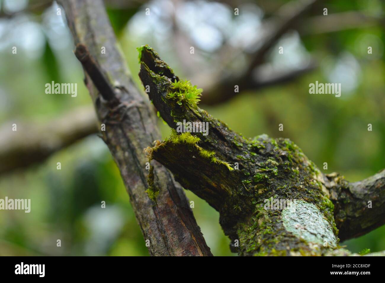 Moss are flowerless plants that typically form dense green clumps or