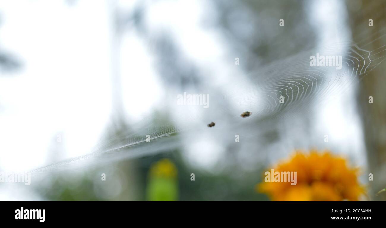 Spider Web Single Thread The silk thread of a spider's web is made up of rough hydrophillic ...
